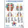 Avis Poster français Mireille MEUNIER  "La Réflexologie Plantaire" - Les zones réflexes DL1