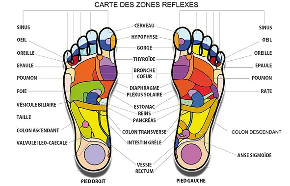 Appuyez-la pour vous faire du bien, découvrez la carte des zones réflexes du pied. Chaque point correspond à un organe précis du corps.